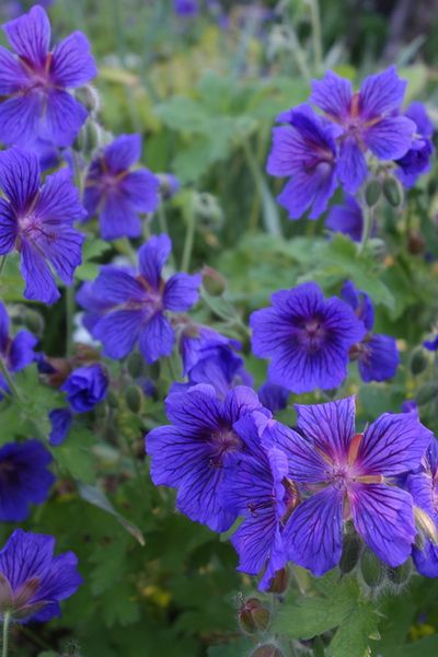 Blue Geranium, Full Sun Flowers, Cranesbill Geranium, Shade Tolerant Plants, West Facing Garden, Hardy Geranium, Full Sun Perennials, Rock Garden Plants, Sun Perennials