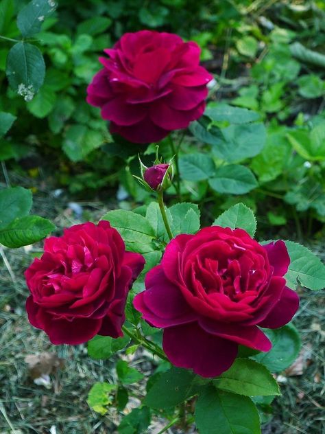 Meteor Garden 2018, Magic Garden, Garden Shrubs, Coming Up Roses, Pallet Garden, David Austin Roses, David Austin, English Rose, Design Flower