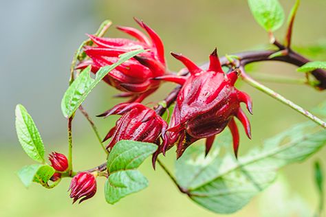 Si lo que quieres es hacer crecer tu cabello de forma natural y sin gastar grandes cantidades de dinero, debes saber que la flor de jamaica está a tu favor,… The post Prueba este enjuague de flor de jamaica para hacer crecer tu cabello appeared first on Cocina Fácil. Hibiscus Sabdariffa, Video Garden, Unusual Plants, Fun Signs, Sustainable Garden, Tea Garden, Garden Theme, How To Make Tea, Trees And Shrubs