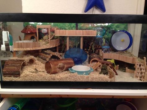 hamster tank setup - Yahoo Image Search Results Teddy Hamster, Hamster Tank, Hamster Diy Cage, Gerbil Cages, Mouse Cage, Hamster Diy, Hamster Life, Hamster Habitat, Hamster Care