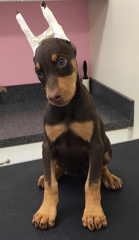 Doberman Pinscher Aesthetic, Aesthetic Doberman, Brown Doberman, Puppy Doberman, Cute Dog Breeds, European Doberman, Doberman Puppies, Doberman Pinscher Puppy, Puppy Baby