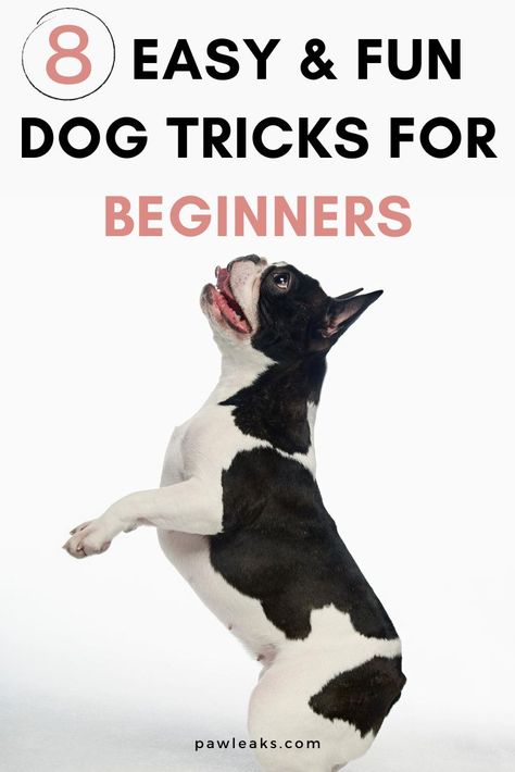 Dog Stroking For Beginners, Dog Tricks To Teach Your Dog, Dogs Activities, Tricks To Teach Your Puppy, Easy Tricks To Teach Your Dog, New Tricks To Teach Your Dog, Tricks To Teach Your Dog, Poodle Training, Dog Tricks Easy