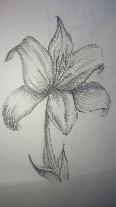 Lilly Drawing, Lilies Drawing, Flower Art Drawing, Canvas Painting Tutorials, Flower Sketches, Dark Art Drawings, Inspiration Painting, Nature Drawing, Mini Drawings