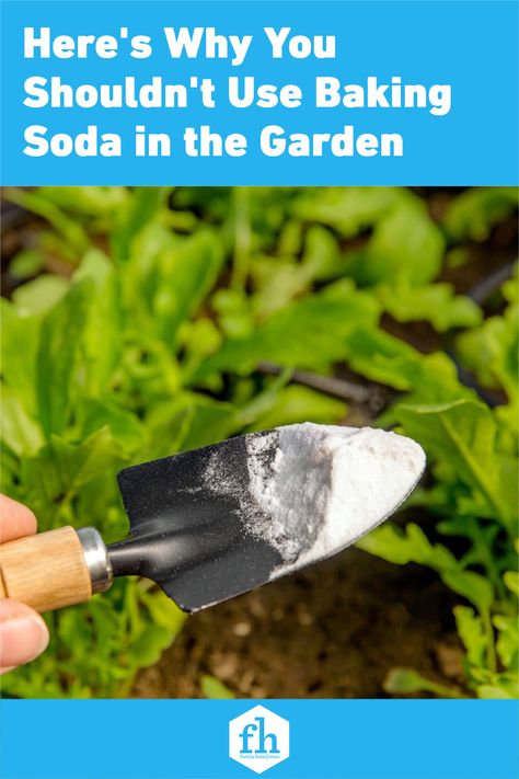 Baking Soda To Kill Weeds, Borax In The Garden, Baking Soda In Gardening, Baking Soda In The Garden, Baking Soda For Hydrangeas, Baking Soda For Weeds, Baking Soda For Plants, Baking Soda And Plants, Baking Soda For Tomato Plants