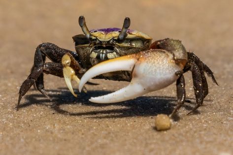 Fiddler Crabs are fascinating small crustaceans known for their unique physical traits and giant personalities. Ideal for aquarists looking to expand their care beyond fish, these lively invertebrates offer a new learning experience. With their vibrant behavior and intriguing characteristics, Fiddler Crabs make an interesting addition to any aquarist's collection, challenging enthusiasts to broaden their aquatic expertise. Crab Stock, Big Crab, Fiddler Crab, Amano Shrimp, Ryukyu Islands, Poisonous Snakes, Horseshoe Crab, Different Fish, Fish Species