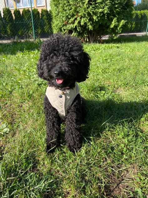 Blacko miniature poodle Black Miniature Poodle, Miniature Poodle Black, Black Poodle, Miniature Poodle, Funny Animals, Miniatures, Funny, Animals, Black