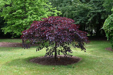 Ruby Falls Redbud (Cercis canadensis 'Ruby Falls') at Westwood Gardens Ruby Falls Redbud, Weeping Redbud, Tree With Pink Flowers, Best Plants For Shade, Cercis Canadensis, Judas Tree, Ruby Falls, Weeping Trees, Purple Foliage