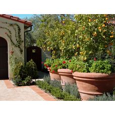 Row of lemon trees with container garden creates living privacy screen Fruit Trees Backyard, Potted Fruit Trees, Landscaping Trees, Small Front Yard Landscaping, Front Yard Design, Mediterranean Landscaping, Privacy Screen Outdoor, Outdoor Privacy, Citrus Trees