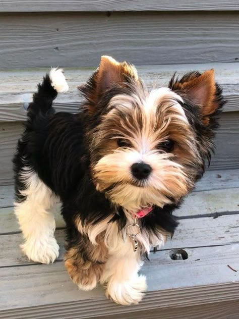 14 Haircut Decisions For Your Yorkshire Terrier | Page 3 of 3 | PetPress Yorkie Haircuts, Puppy Tips, Biewer Yorkie, Yorkshire Terrier Haircut, Apartment Dogs, Yorkie Terrier, Yorkshire Terriers, Yorkie Dogs, Awesome Animals