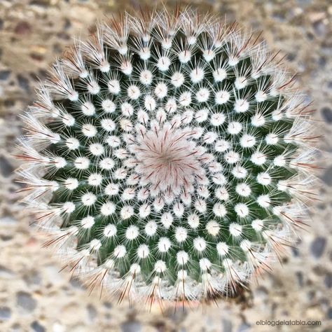 El Blog de La Tabla: Fractales en la naturaleza                                                                                                                                                                                 Más Fibonacci Sequence In Nature, Maths In Nature, Fractals In Nature, Spirals In Nature, Geometry In Nature, Geometric Nature, Fibonacci Spiral, Sacred Geometry Art, Fractal Patterns