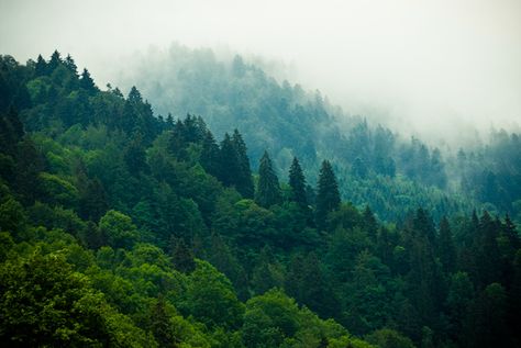 Bavarian Forest by Kimmo Savolainen, via Behance The Pathless, Bavarian Forest, Southern Germany, Deep Sea, The Deep, Wonders Of The World, Photo Inspiration, Storytelling, Germany