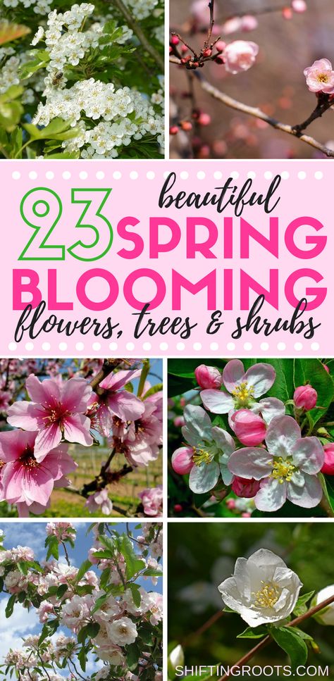 23 Beautiful Spring Blooming Perennial Flowers, Trees, and Shrubs Spring Flower Garden, Nontoxic Living, Spring Blooming Flowers, Rug Diy, Cold Lake, Patio Flowers, Spring Garden Flowers, Gardening Landscaping, Perennial Flowers