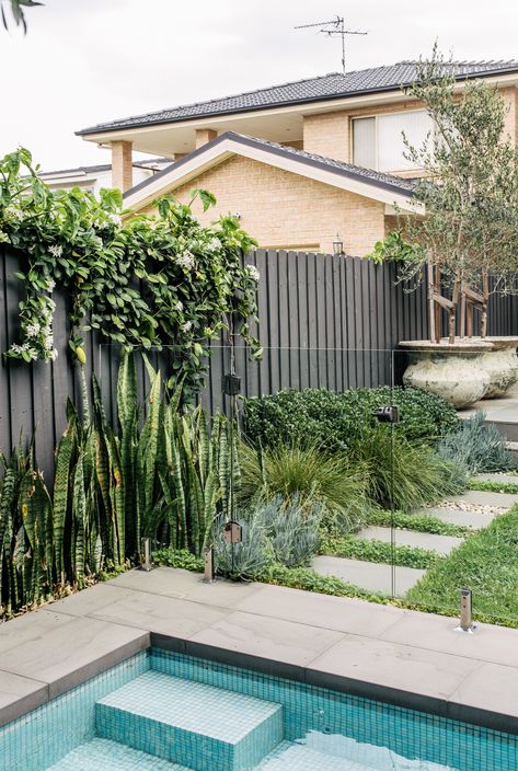 Japanese Pool Garden, Coastal Garden Pathways, Lomandra Tanika, Swimming Pools Uk Garden, Uk Swimming Pool Garden, Australian Native Garden Pool, Blue Chalk Sticks, Chalk Sticks, Pool Surround