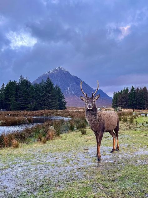 Scotland's Scenery | Glencoe last year 🦌🏔️ | Facebook Glencoe Scotland, Celtic Nations, The Landscape, Wall Prints, Scotland, Deer, Art Collection, Digital Prints, Collectibles