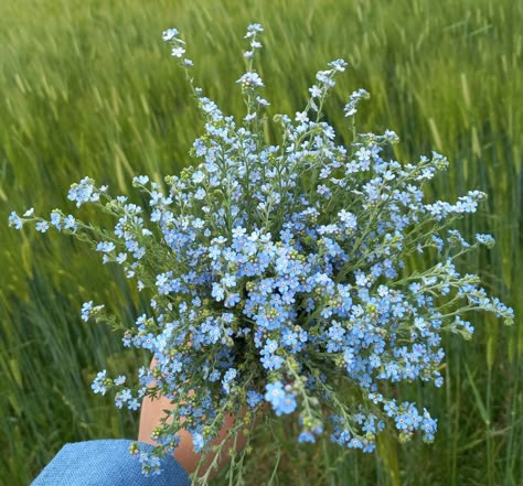 Daisies And Forget Me Nots, Bouquet Of Forget Me Nots, Forget Ne Nots, Forget Me Nots Wedding, Chinese Forget Me Not, Forget Me Not Flowers Bouquet Bridal, Forget Me Not Wedding Flowers, Wedding Flowers Forget Me Nots, Chinese Forget Me Not Flowers