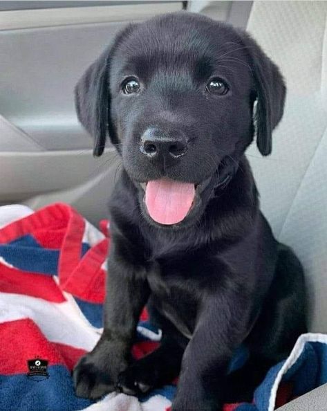 Black Retriever Puppy, Puppy Black Lab, Black Labrador Retriever Puppy, Black Lab Puppy, Big Dogs Breeds, Biggest Dog In The World, Black Labrador Puppy, Biggest Dog, Black Labrador Dog