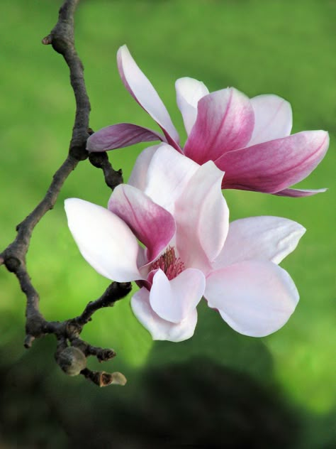 Magnolia Blossoms Magnolia Photography, Magnolia Tree, Magnolia Flowers, Macro Flower, Magnolia Blossom, Magnolia Trees, Orchid Care, Magnolia Flower, Flower Art Painting