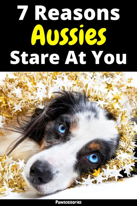 In this post you’ll discover: 7 interesting reasons why australian shepherds stare at you, Where your aussie may have learned this odd behavior, 3 tips to help stop your aussie from staring so much (Tip #2 can help the quickest!), And much more. Australian Shepherd Puppy Training Tips, Aussie Haircut Styles, Toy Aussie Shepherd, Grooming Australian Shepherd, Rowdy Yates, Aussie Shepherd Puppy, Australian Shepherd Poodle Mix, Corgi Mix Puppies, Mini Aussie Shepherd