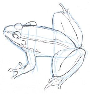 Rock Frog, Draw A Frog, Reptile Art, Frog Rock, Frog Sketch, Pond Animals, Frog Illustration, Drawing Pictures, Frog Drawing