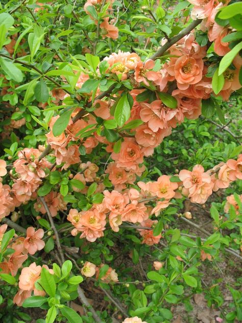 peach/coral colored flowering quince | ... Plant Guide - Chaenomeles speciosa 'Cameo' / Cameo Flowering Quince Quince Plant, Chaenomeles Speciosa, Japanese Quince, Peach Garden, Flowering Quince, Light Peach Color, Healing Garden, Coral Garden, Bloom Where You Are Planted