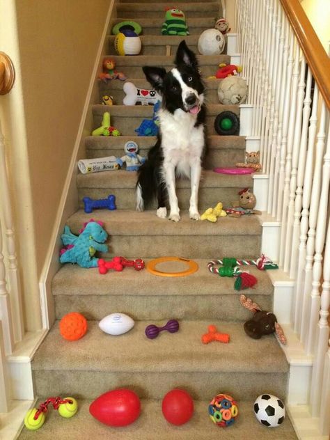 Well, you were gone almost 15 MINUTES! Border Collie Colors, Best Dog Toys, Collie Puppies, Dog Exercise, Herding Dogs, Australian Shepherds, Border Collie Dog, Border Collies, West Highland Terrier