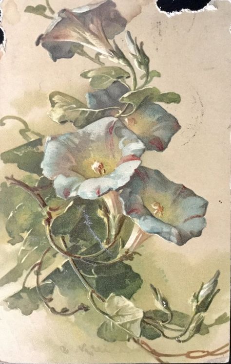 Morning Glories 1906 by Yesterdays-Paper.deviantart.com on @DeviantArt Catherine Klein, Tableau Art, Trendy Flowers, Watercolor Cat, China Painting, Watercolour Art, Botanical Drawings, Delphinium, Vintage Postcard