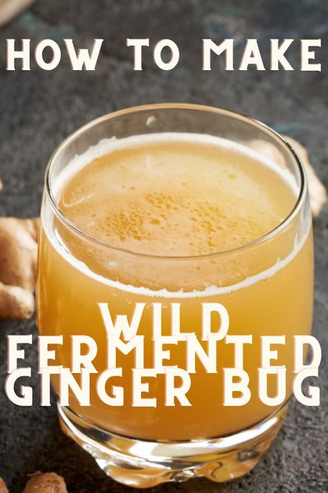 Ginger Fermented Drink, Fermented Ginger Beer, Fermented Apples Recipe, Ginger Bug Recipe, Ginger Jelly Recipe, Functional Mocktails, Preserve Recipes, Fermented Ginger, Kefir Water