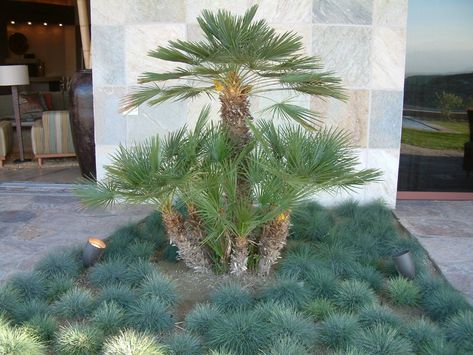 Chamaerops humilis - Mediterranean Fan Palm | PlantMaster Palm Springs Landscaping, European Fan Palm, Palm Trees Landscaping, Small Palm Trees, Backyard Trees, Ice Plant, Fan Palm, Garden Solutions, Sloped Garden