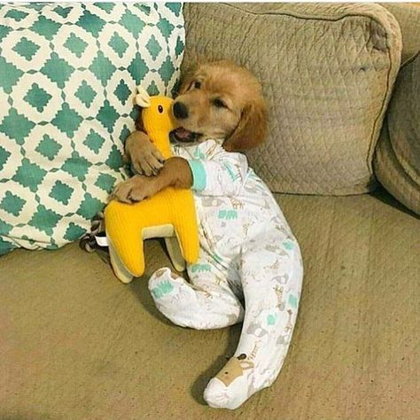 Cute Dog Supplies, Puppies In Clothes, Puppies In Pajamas, Puppy Snuggles, Super Cute Puppies, Image Chat, Baby Animals Pictures, Cute Little Puppies