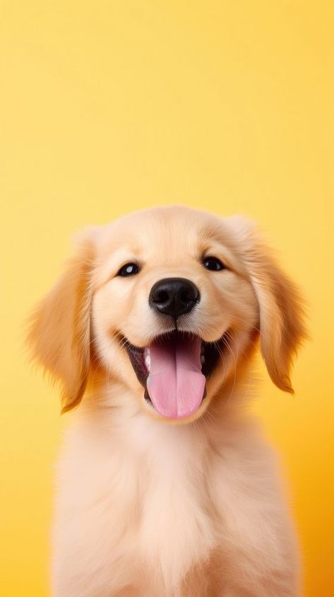 Happy golden retriever puppy mammal animal. Puppy Wallpaper Iphone, Happy Golden Retriever, Dog Wallpaper Iphone, Dog Images Hd, Cute Puppy Wallpaper, Wild Animal Wallpaper, Cute Dog Wallpaper, Wallpaper Dog, Puppy Wallpaper