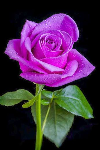 Roses Pinterest, Roses Only, Romantic Roses, Purple Rose, Beautiful Rose Flowers, Love Rose, All Flowers, Exotic Flowers, Flower Beauty