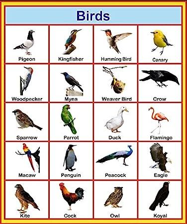 Birds Chart, Writing Reviews, Chart For Kids, List Of Animals, Occupational Health, Charts For Kids, Beautiful Islamic Quotes, Kids Reading, Cash On Delivery