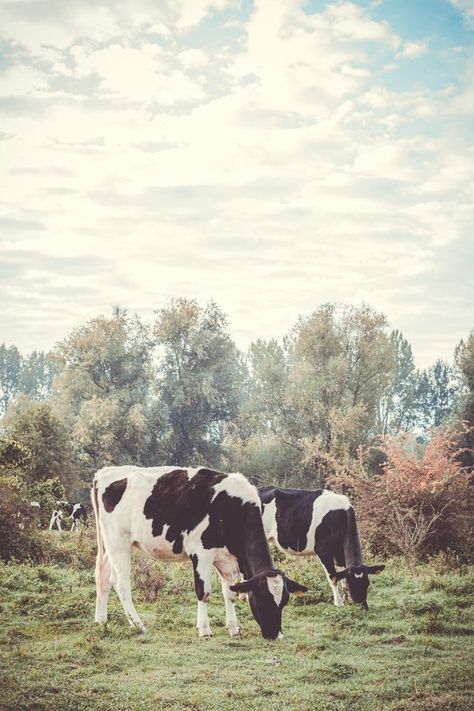 Aesthetic Cows, Black And White Cows, White Cows, Painting Animals, Fluffy Cows, Cow Pictures, Cow Calf, White Cow, Baby Cows