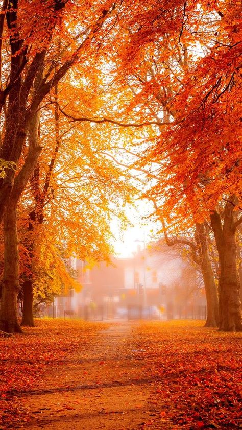 Fall Wallpaper Tumblr, Autumn Wallpaper, Iphone Wallpaper Fall, Beautiful Scenery Pictures, Autumn Scenes, Orange Aesthetic, Orange Wallpaper, Autumn Scenery, Orange Art