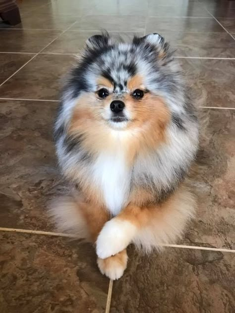 Pomeranian Dogs, Cute Pomeranian, Pomeranian Puppies, Pomeranian Puppy, Airedale Terrier, Pomeranian Dog, Cute Critters, Cute Dogs And Puppies, Cute Animal Pictures