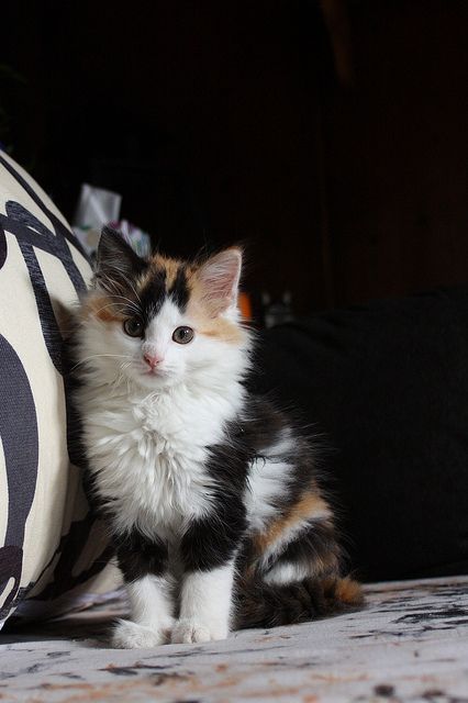 / Calico Cats, Calico Kitten, Söt Katt, Siamese Kittens, Image Chat, Kittens And Puppies, Cat Photography, Calico Cat, Cute Cats And Kittens