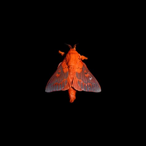 Beautiful moths! Moths And Mushrooms, Banner For Discord, Disc Profile, Big Ant, Meet Me In Montauk, Millipedes, Science Aesthetic, Cute Dogs And Cats, Giphy Gif