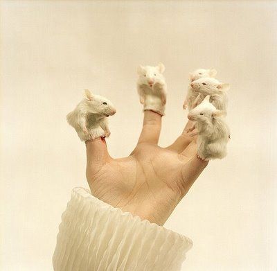 Nathalia Edenmont Bad Taxidermy, Taxidermy Art, Visual Memory, Miami Art, Scandinavian Art, Finger Puppets, Weird And Wonderful, Taxidermy, Kiev