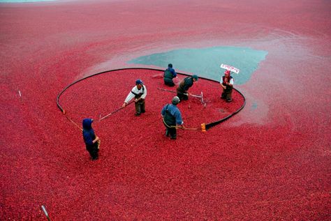 Raking Cranberries for harvest. Cranberry Bog, Harvest Celebration, Ocean Spray, New England Travel, Fall Events, Helicopter Tour, Fall Foliage, Cape Cod, Massachusetts