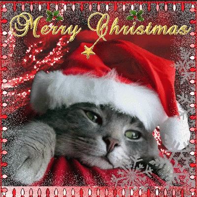 Merry Christmas Kitten GIF - Merry Christmas Kitten - Discover & Share GIFs Xmas Gif, Christmas Kitties, Merry Christmas Cat, New Year Gifs, Christmas Pets, Merry Christmas Gif, Santa Cat, Merry Christmas Wallpaper, Merry Christmas Pictures