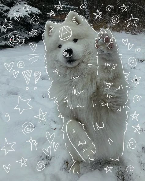 Saymond Dogs, Therian Pfp, Maremma Sheepdog, Fox Artwork, Samoyed Dog, Dog Mask, Samoyed Dogs, Maybe In Another Life, Silly Cats Pictures