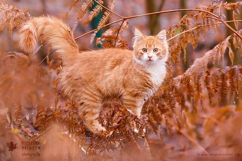 Foxy Cat by Roeselien Raimond - Photo 222059051 / 500px Red Cats, Cat Poses, Cat References, Cat Anatomy, Cat Oc, Cat Reference, Cat Pose, Curious Cat, Cat Photography