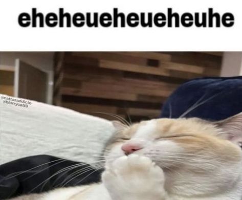 240 Best Cat Memes and Images For Funny Captions  #Memes cat memes snow This Is Me If You Even Care :3, I Eated It All, Relatable Pictures, Cat Smile, Names Cat, Cute Cat Funny, Funny Looking Cats, Cat Poses, Ugly Cat