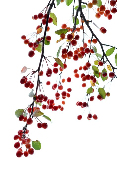 Mary Jo Hoffman, Crab Apples, Wildflower Drawing, 달력 디자인, Landscaping Software, Umbrella Designs, Ink In Water, Shadow Art, Leaf Art