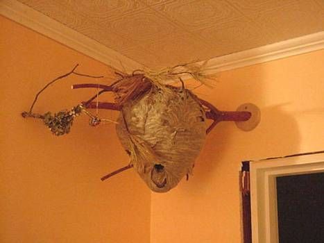 Hornets Nest Display, Nature Decor Diy, Bees Nest, Tech Decor, Heebie Jeebies, Nest Decor, Yard Crafts, Hornets Nest, Man Shed