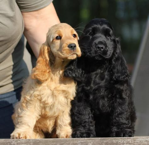 cocker spaniel 3 Cocker Spaniel Breeders, American Cocker Spaniel, Cocker Spaniel Puppies, Cocker Spaniel Dog, English Cocker, Cocker Spaniels, English Cocker Spaniel, Spaniel Puppies, Dog Breeder