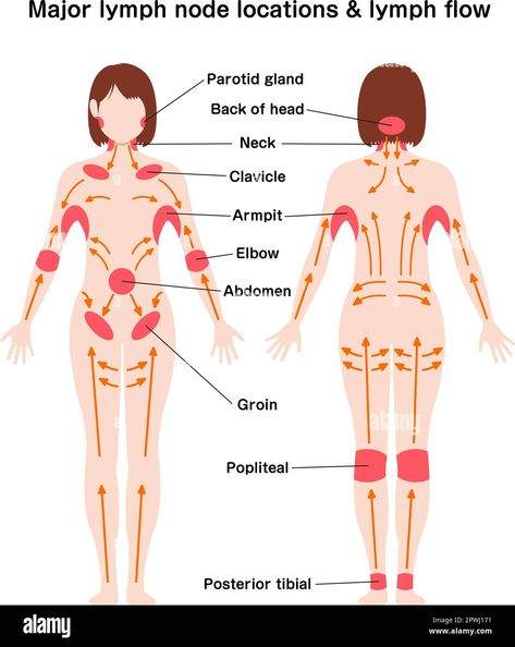 Location Of Lymph Nodes, How To Do A Lymph Cleanse, Where Are Your Lymph Nodes, Stimulate Lymph System, Lymph Drainage Massage Back, Where Are Lymph Nodes Located, Lymph Drainage Points, Unclog Lymph Nodes, Lymph Nodes Anatomy