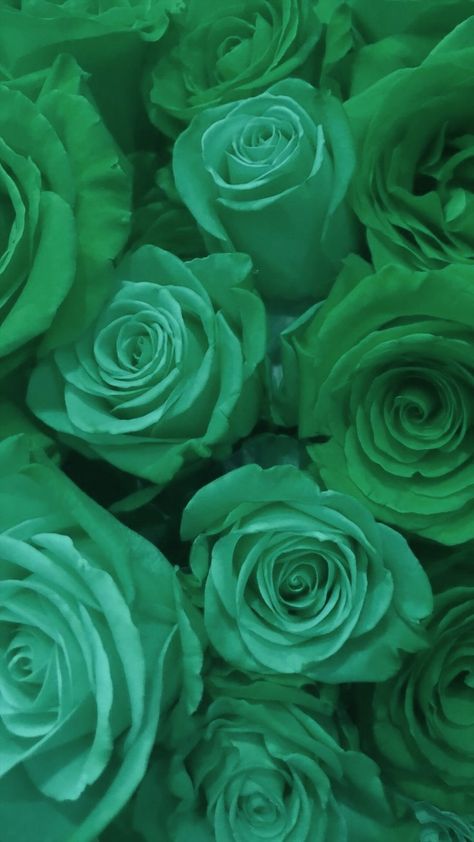 Green Roses Aesthetic, Green Roses Wallpaper, Green Rose Wallpaper, Aesthetic Dark Green, Green Wallpapers, Rose Flower Photos, Flower Chart, Dark Green Wallpaper, Purple Wisteria