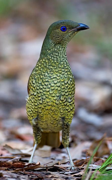 Satin Bowerbird (Ptilonorhynchus violaceus) female Bower Bird, Colourful Birds, Amazing Birds, Most Beautiful Birds, Australian Birds, Nature Birds, Bird Pictures, All Birds, Exotic Birds