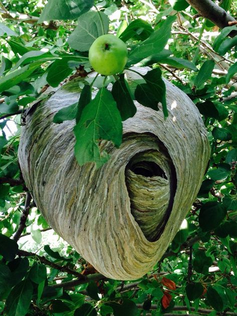 30 Scary Wasp and Wasp Nest Images! - Gallery Wasp Nest Art, Nest Images, Bee Nest, Nest Art, Hornets Nest, Wasp Nest, Bug Hotel, Bees And Wasps, Natural Structures